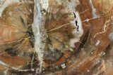 Colorful Petrified Wood (Araucaria) - Madagascar #51516-1